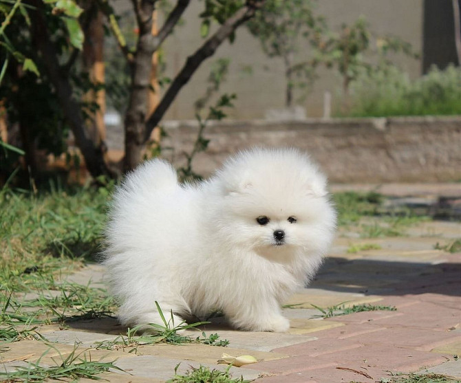 Pomeranian puppies…me at: +639301630342