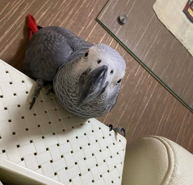 African Grey and macaw parrots For Sale …. viber me at: +639301630342