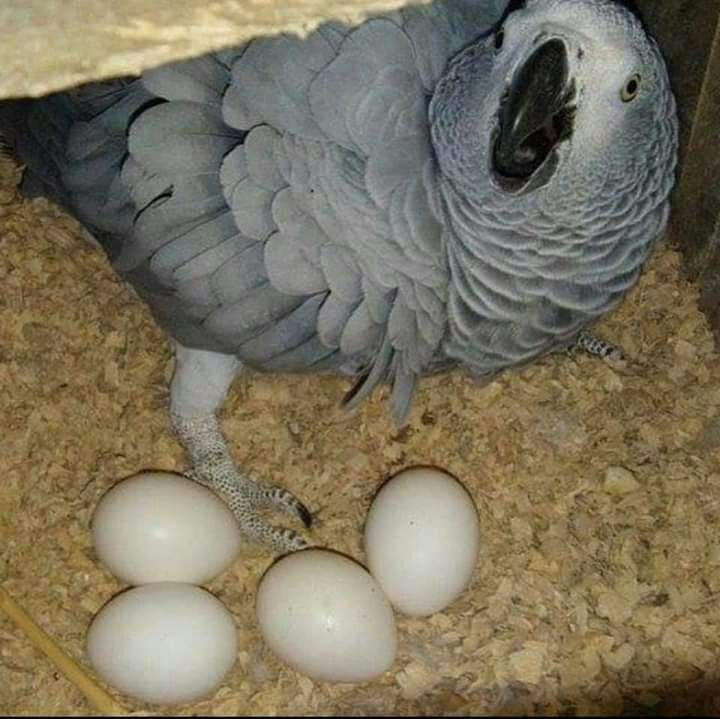 we sell very fertile candlelight hatching parrot eggs All our eggs ..viber  me at: +639301630342