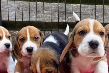 Lovely tricolor beagle puppies…viber  me at: +639301630342