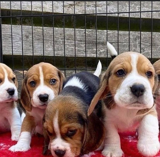 Lovely tricolor beagle puppies…viber  me at: +639301630342
