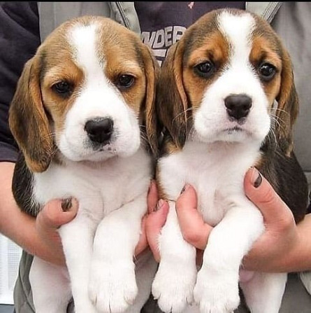 Lovely tricolor beagle puppies…viber  me at: +639301630342