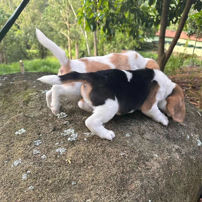 Lovely tricolor beagle puppies…viber  me at: +639301630342