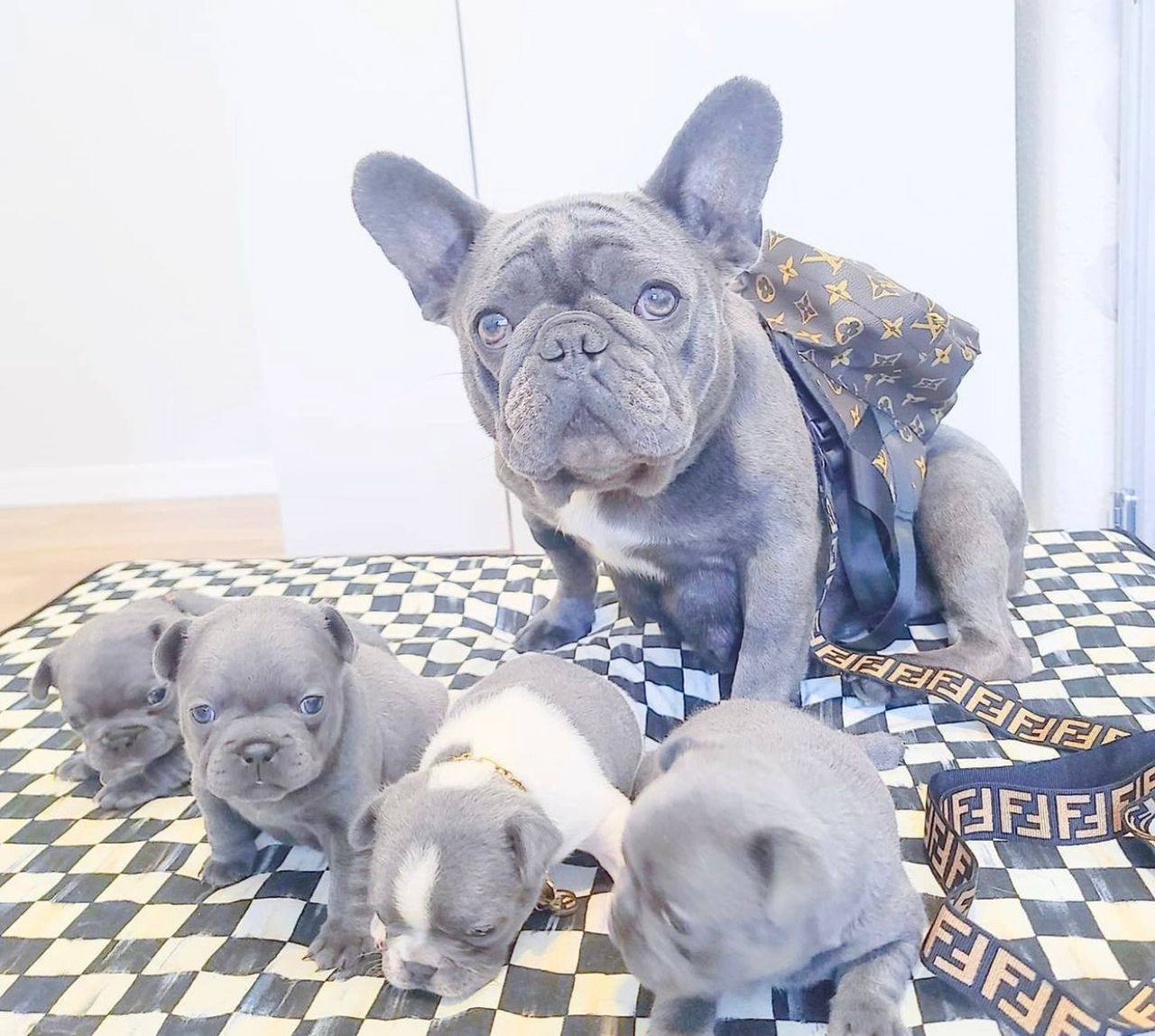 French bulldog puppies for sale…viber  me at: +639301630342
