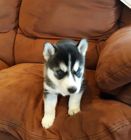 Gorgeous Siberian Husky Puppies ..viber me at: +639301630342