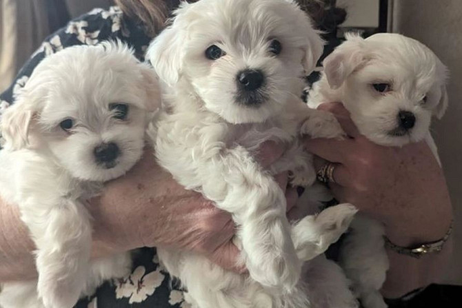 Maltese Puppies For Sale…viber  me at: +639301630342