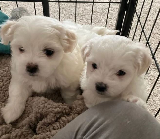 Maltese Puppies For Sale…viber  me at: +639301630342