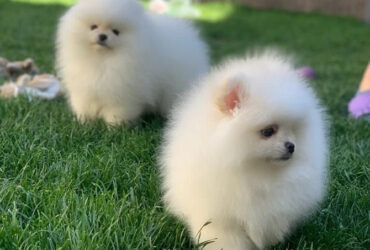 Pomeranian puppies…me at: +639301630342