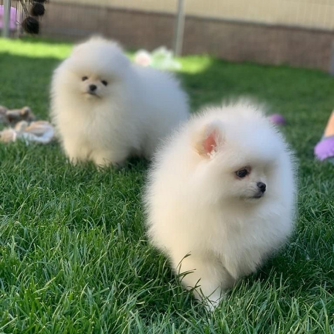 Pomeranian puppies…me at: +639301630342
