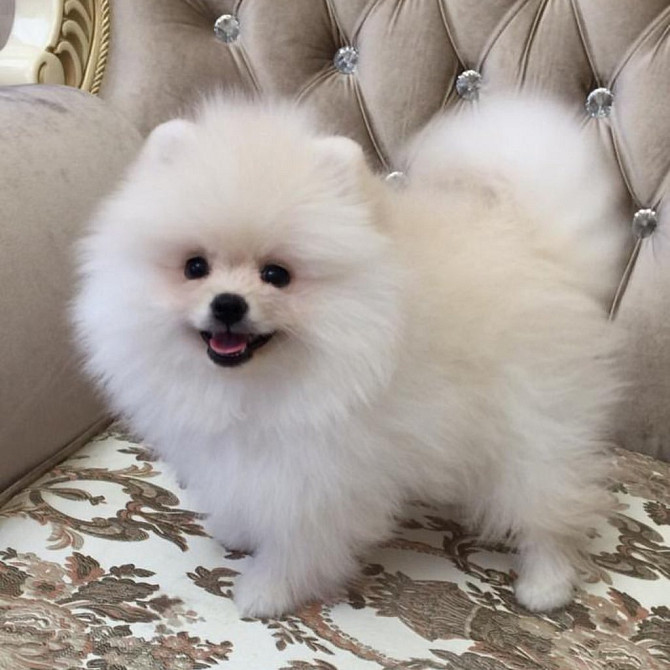 Kc Boy Pomeranians …. viber me at: +639301630342