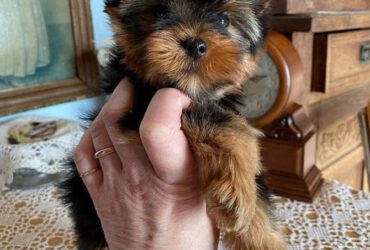 Adorable Yorkie puppies for sale…viber  me at: +639301630342