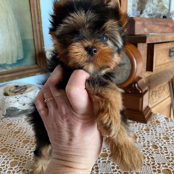 Adorable Yorkie puppies for sale…viber  me at: +639301630342