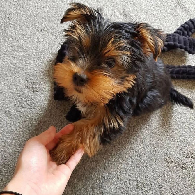Adorable Yorkie puppies for sale…viber  me at: +639301630342