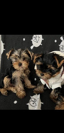 Adorable Yorkie puppies for sale…viber  me at: +639301630342