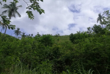 29.8 Hectares Lot in Tubod Minglanilla Cebu