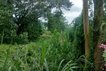 5183 SQM Residential Lot in Tunghaan Minglanilla Cebu