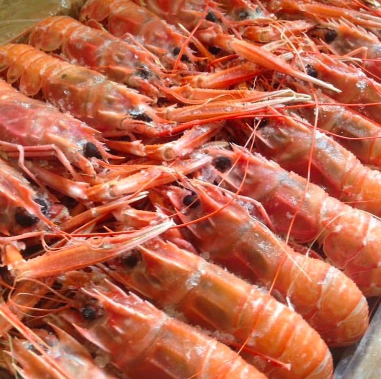 Fresh Argentine Red Shrimps for sale