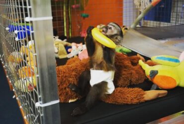 Capuchin Monkey or Marmoset monkey