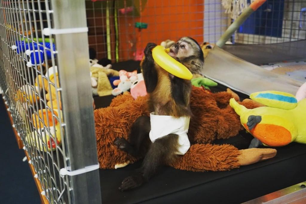 Capuchin Monkey or Marmoset monkey