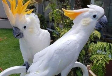 Umbrella Cockatoo Parrots For Sale