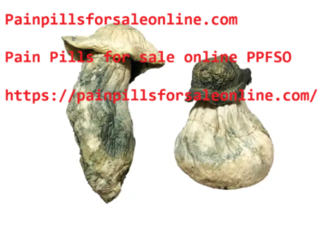 Albino Penis Envy Mushrooms – Painpillsforsaleonline.com
