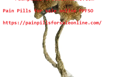 Buy Albino Cambodians Magic Mushrooms for Mindful Journeys