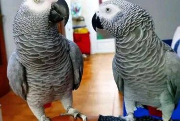 Talking of African Grey Parrots Male and female