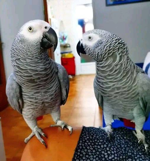 Talking of African Grey Parrots Male and female