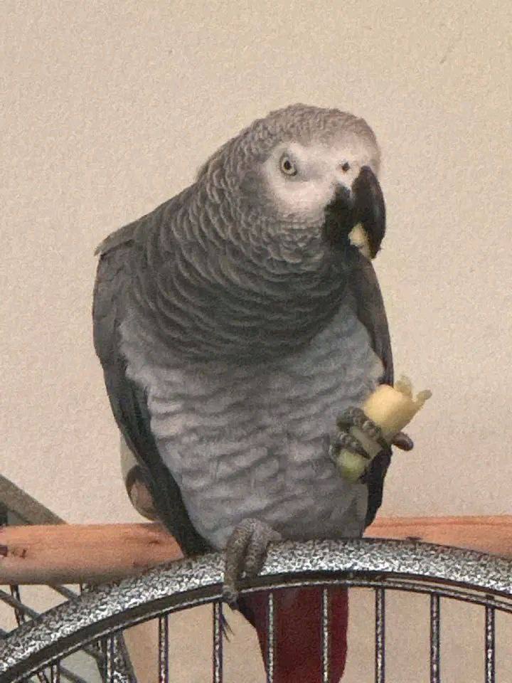 Talking of African Grey Parrots Male and female