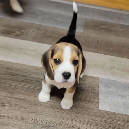 Beagle puppy for sell…viber me at.+639463422605