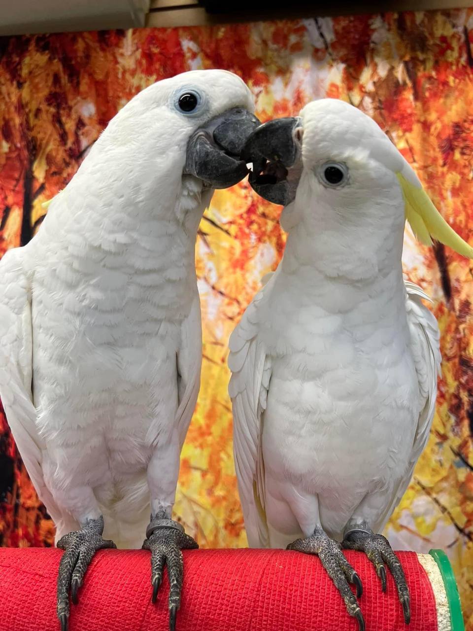 Pair Cockatoo parrots for sale