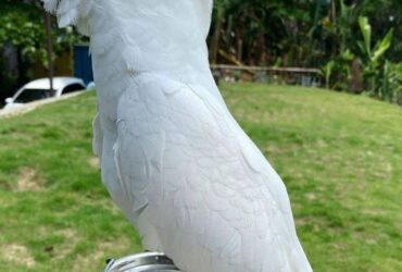 Pair Cockatoo parrots for sale