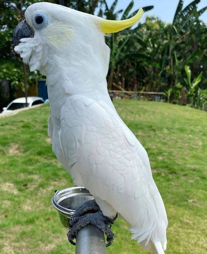 Pair Cockatoo parrots for sale