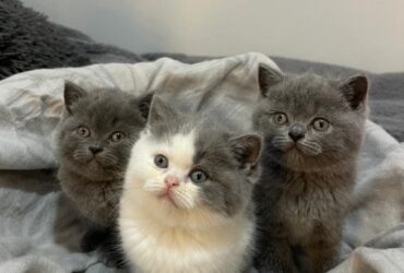 Beautiful chunky British shorthair kittens 🐈…viber me at.+639463422605