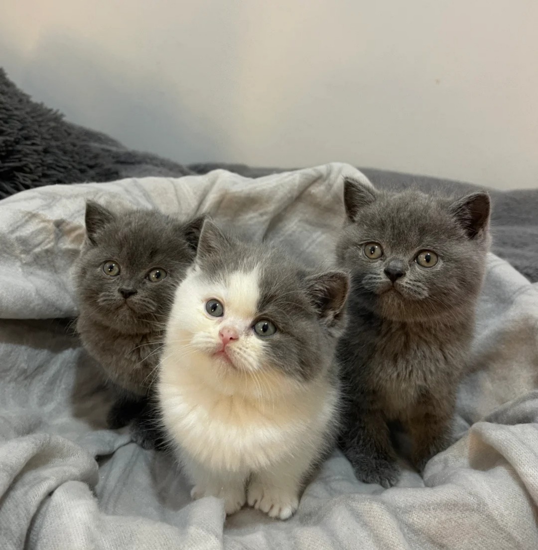 Beautiful chunky British shorthair kittens 🐈…viber me at.+639463422605