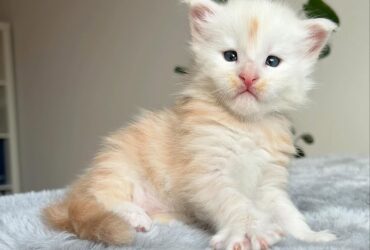 Male Maine Coon TICA registered active…viber me at.+639463422605