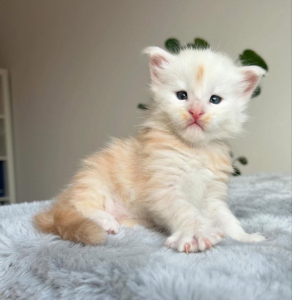 Male Maine Coon TICA registered active…viber me at.+639463422605