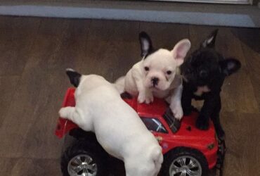 French Bulldog…viber me at.+639463422605