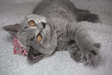Lovely British Shorthair Kittens Ready to leave…viber me at.+639463422605
