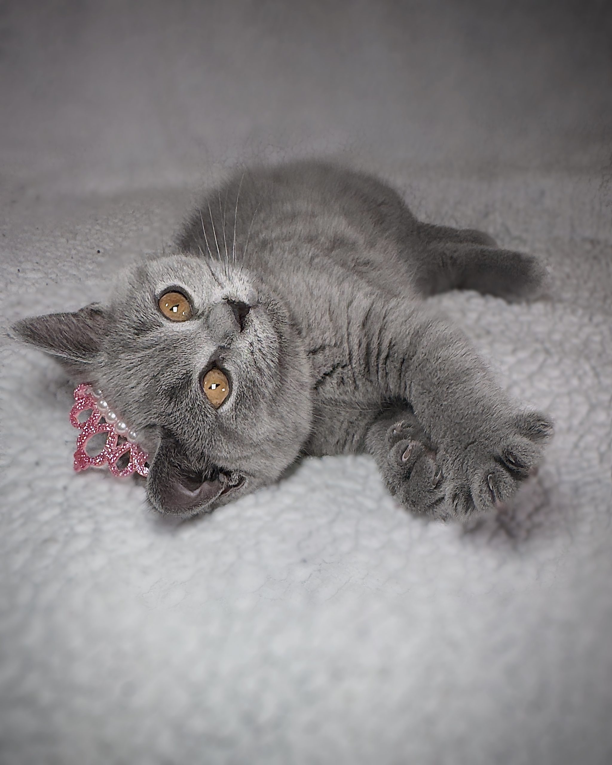 Lovely British Shorthair Kittens Ready to leave…viber me at.+639463422605