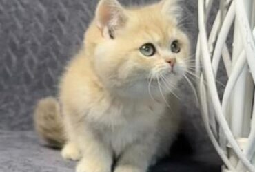 loving british shorthair kitten for adoption…viber me at.+639463422605