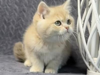 loving british shorthair kitten for adoption…viber me at.+639463422605