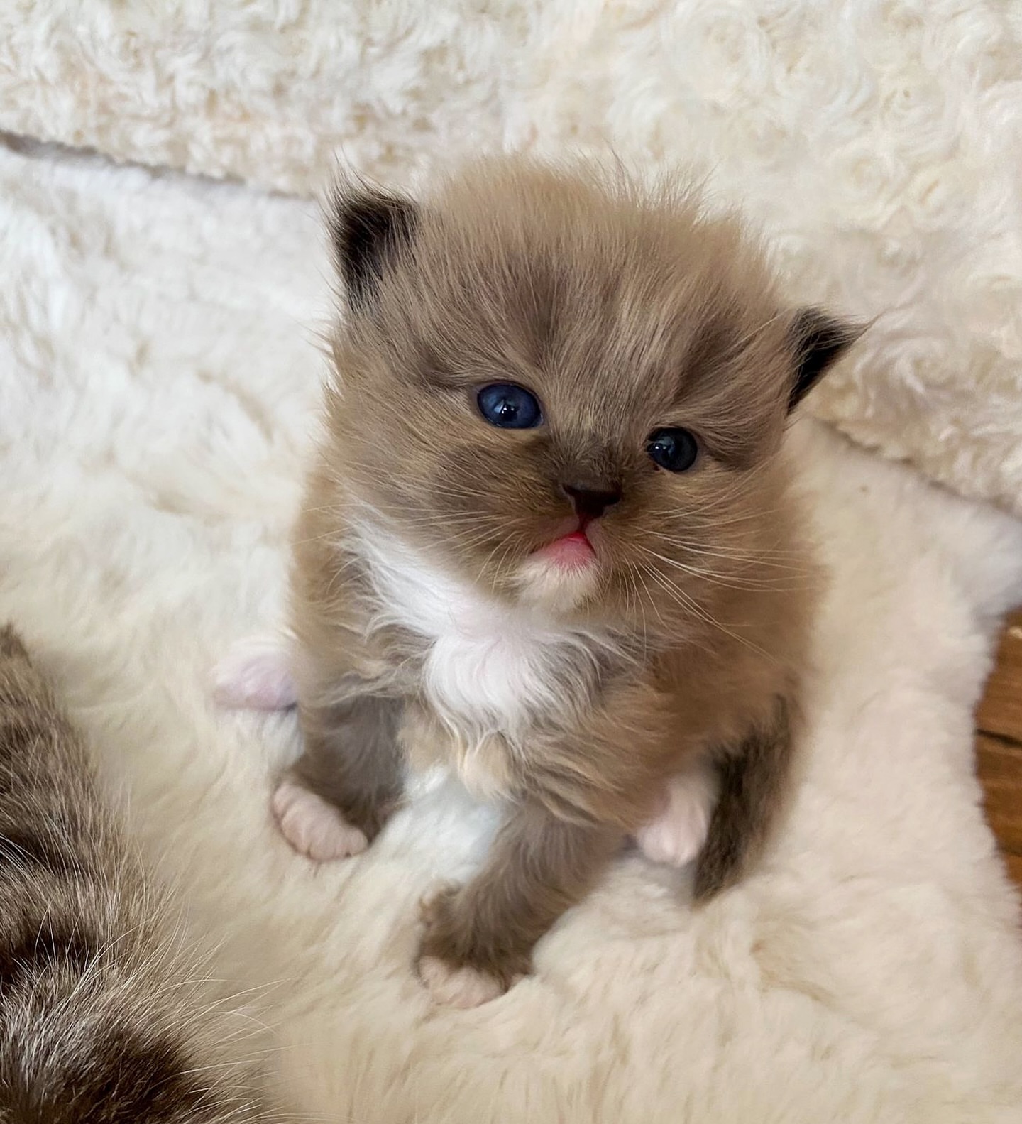 Adorable Ragdoll Kitten For Sale…viber me at.+639463422605