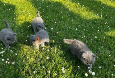 Iris and British shorthair…viber me at.+639463422605