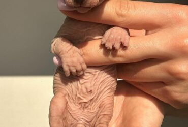 Adorable Bold Sphynx kittens…viber me at.+639463422605
