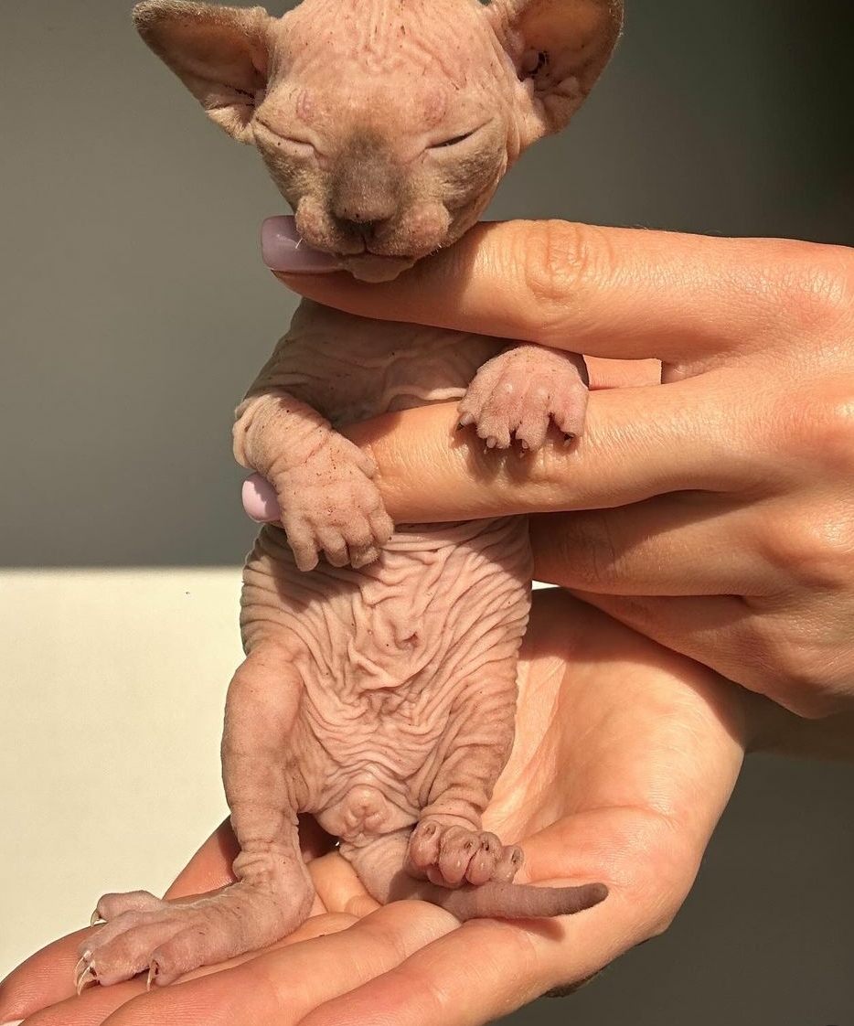 Adorable Bold Sphynx kittens…viber me at.+639463422605