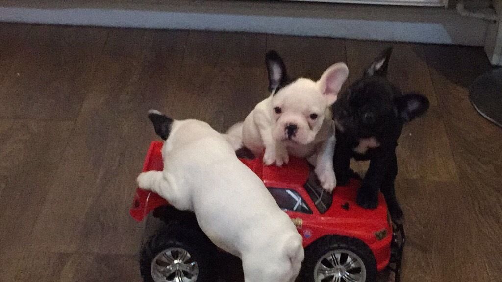 French Bulldog…viber me at.+639463422605