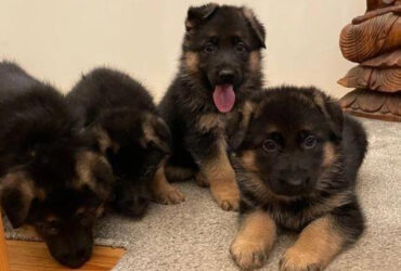 German Shepherd Quality puppy for Sale…viber me at.+639463422605