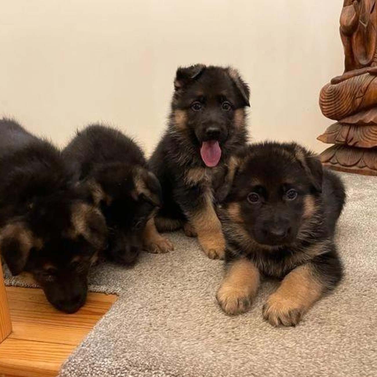 German Shepherd Quality puppy for Sale…viber me at.+639463422605