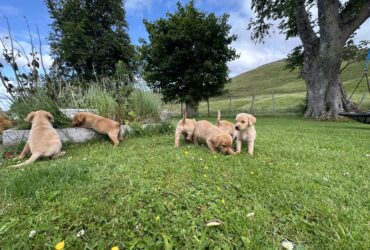 High quality labrador puppies for sale…viber me at.+639463422605